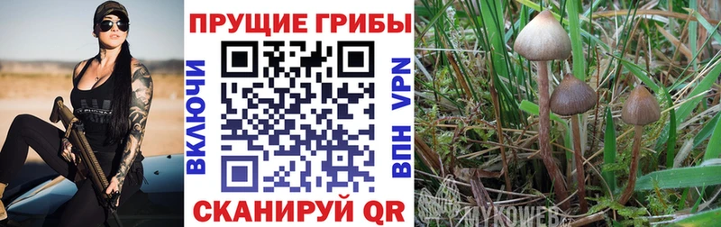 Купить закладки  Байкальск  Псилоцибиновые грибы мухоморы 